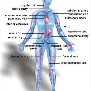 Spider Veins Pictures - Discussion Of Varicose Veins And FAQ